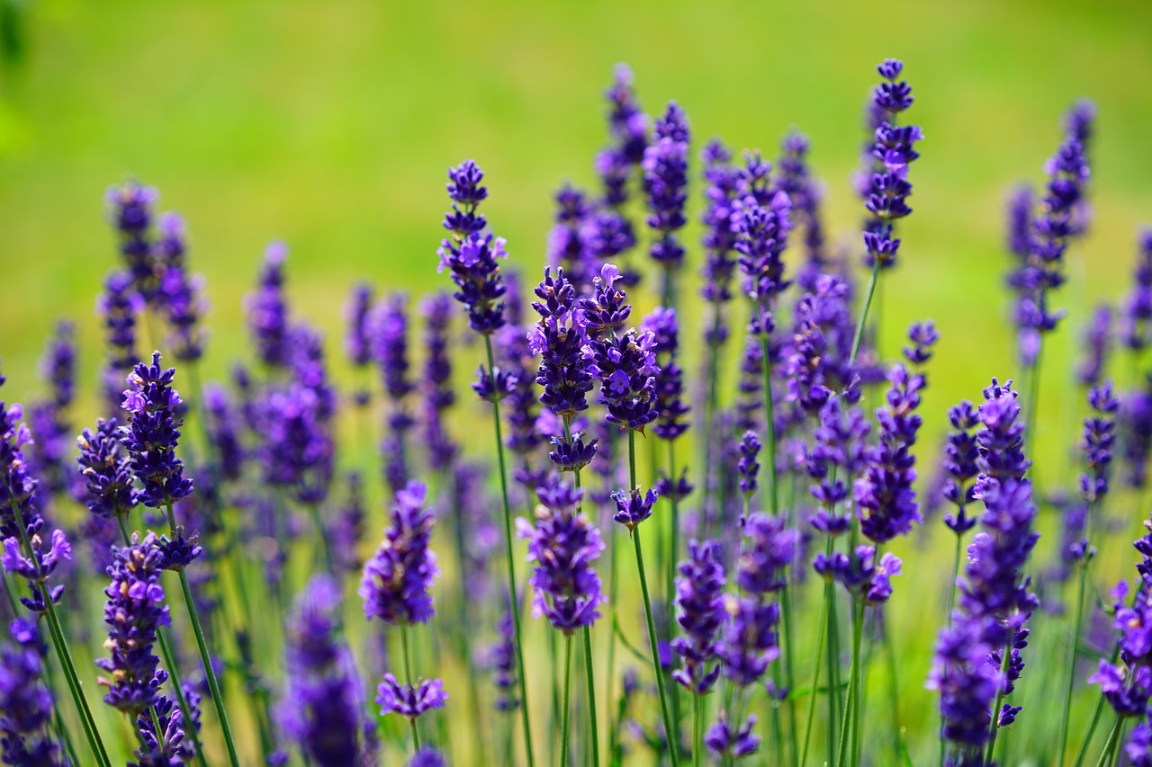 lavender, flowers, plants-1117275.jpg