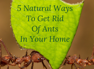 5 Natural Ways To Get Rid Of Ants In Your Home