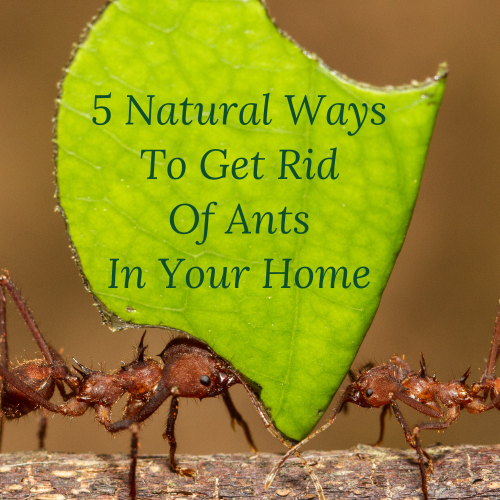 5 Natural Ways To Get Rid Of Ants In Your Home