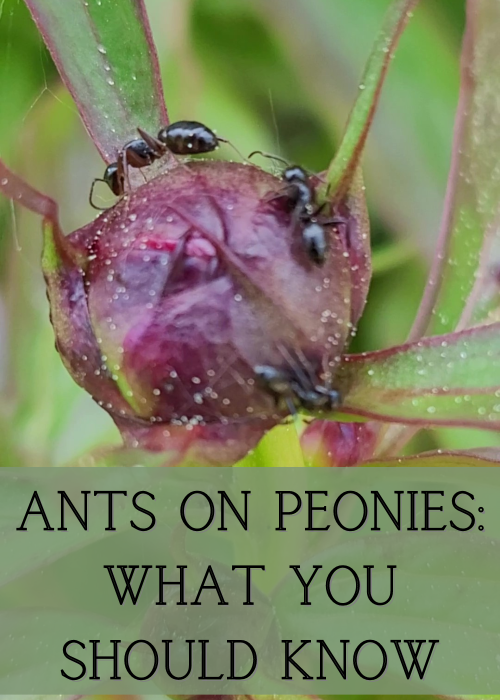 Ants on Peonies What You Should Know