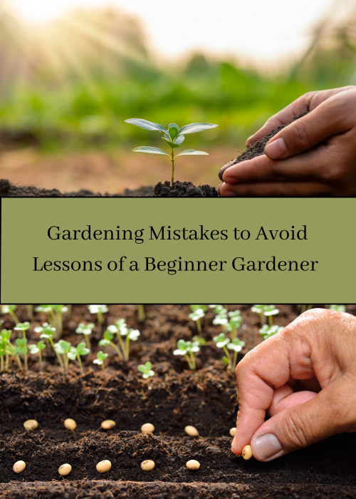 Gardening Mistakes to Avoid - Lessons of a Beginner Gardener