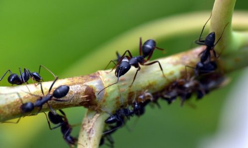 black ant, insect, garden ant-3667014.jpg