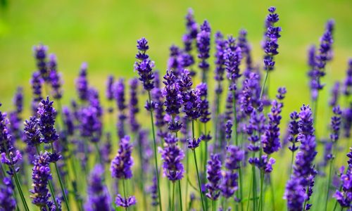 lavender, flowers, plants-1117275.jpg