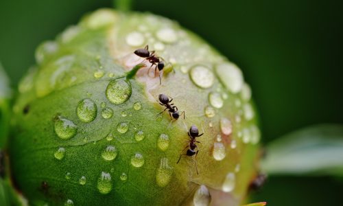 peony, flower bud, ants-1414875.jpg